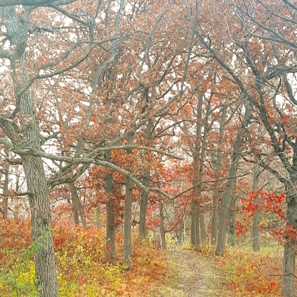 Shop Policies: Shadow Wings - Picture 4 of 9